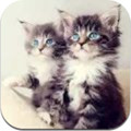 小猫壁纸Kittens Wallpapers