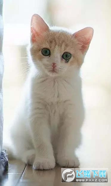 小猫壁纸Kittens Wallpapers
