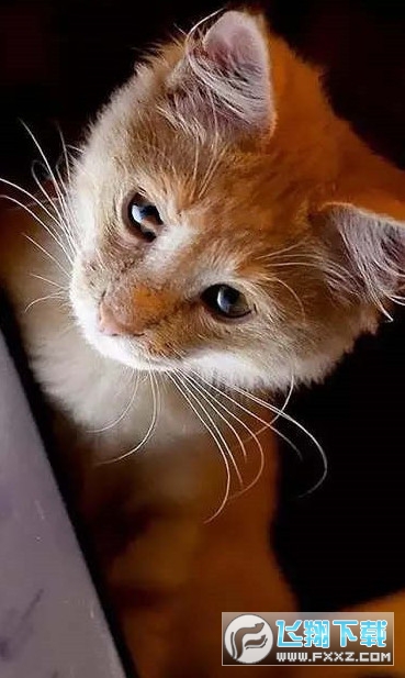 小猫壁纸Kittens Wallpapers