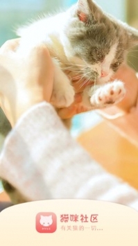 猫咪社区官方最新永久地域网名