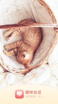 猫咪社区官方最新永久地域网名