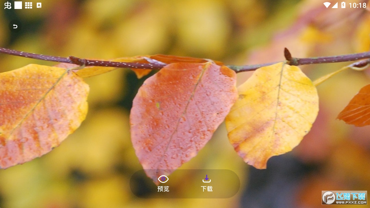 全局壁纸大全app